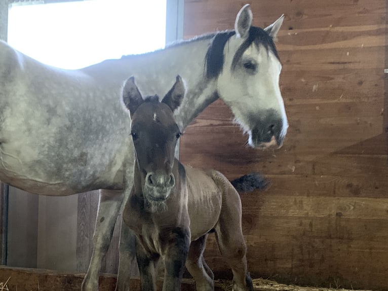 PRE Mix Gelding 4 years 16 hh Gray in Dürmentingen