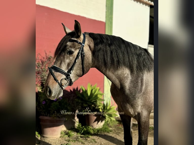 PRE Mix Gelding 4 years 16 hh Gray in Benalmadena (Pueblo)
