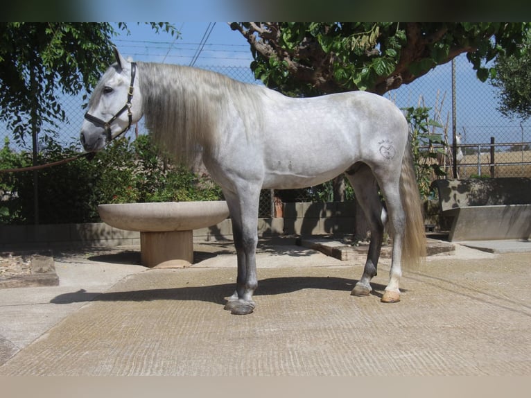 PRE Mix Gelding 4 years 16 hh Gray-Dapple in Hamburg