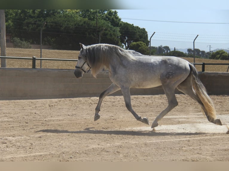 PRE Mix Gelding 4 years 16 hh Gray-Dapple in Hamburg