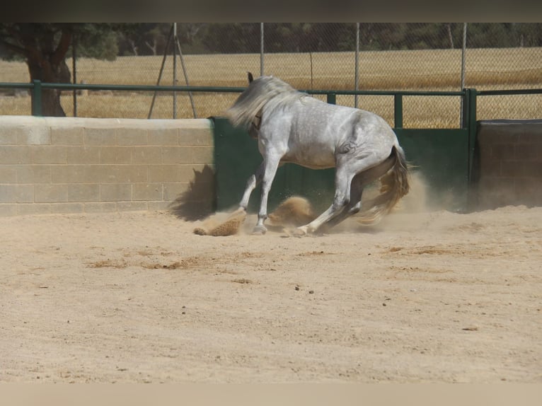 PRE Mix Gelding 4 years 16 hh Gray-Dapple in Hamburg