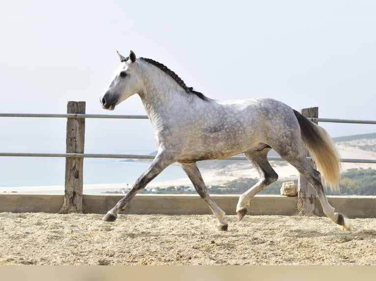 PRE Mix Gelding 4 years 16 hh Gray in Las Piñas