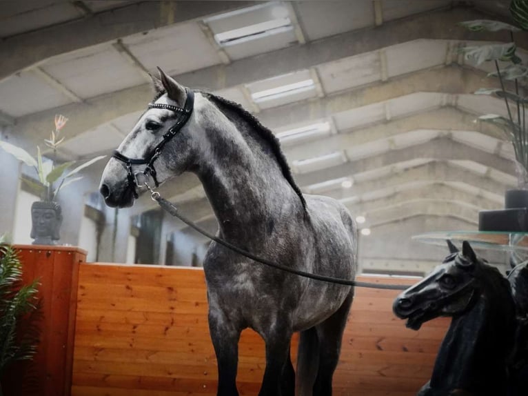 PRE Mix Gelding 4 years 16 hh Gray in Soltendieck