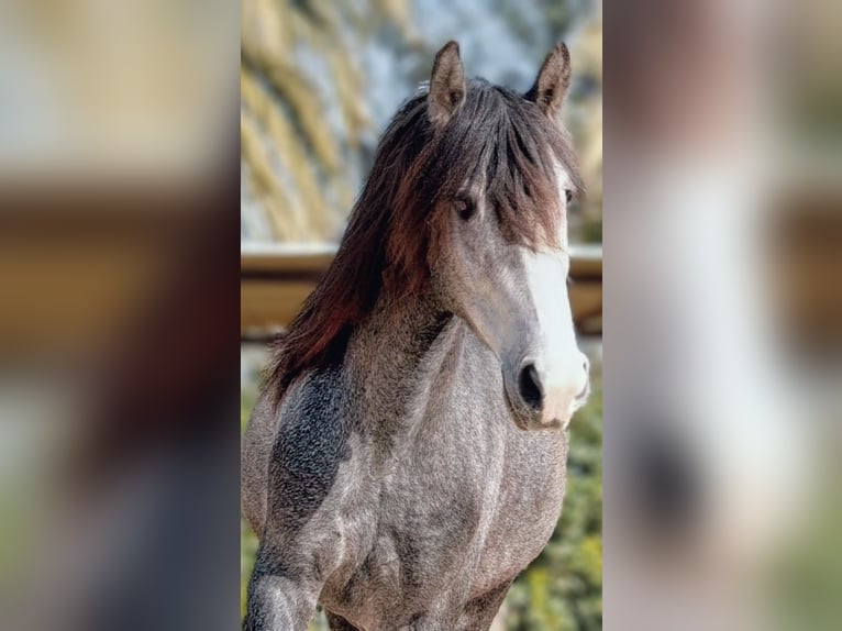 PRE Mix Gelding 4 years 16 hh Grey-Dapple in Valencia