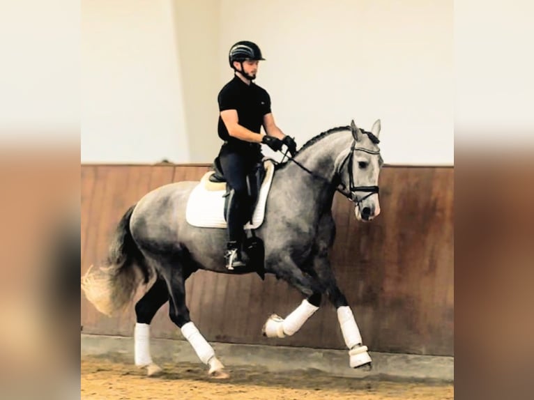 PRE Mix Gelding 4 years 16 hh Grey-Dapple in Valencia