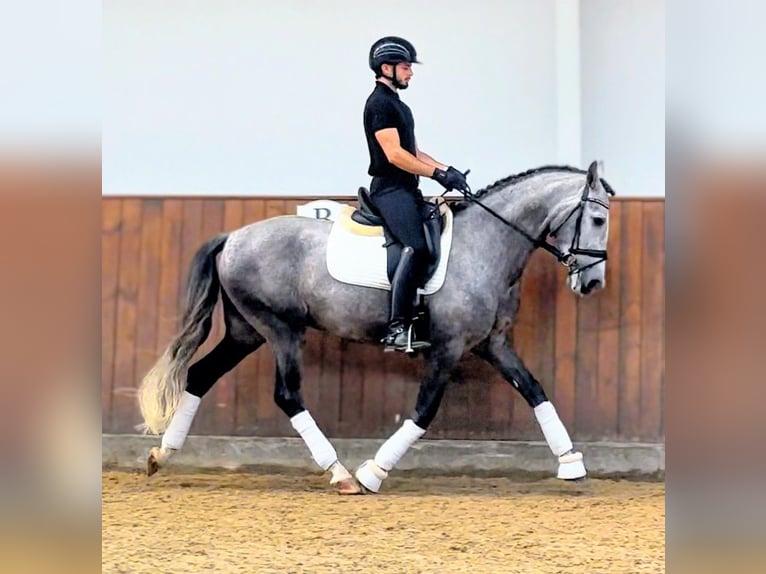 PRE Mix Gelding 4 years 16 hh Grey-Dapple in Valencia