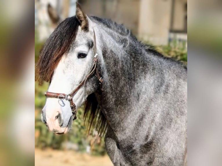 PRE Mix Gelding 4 years 16 hh Grey-Dapple in Valencia