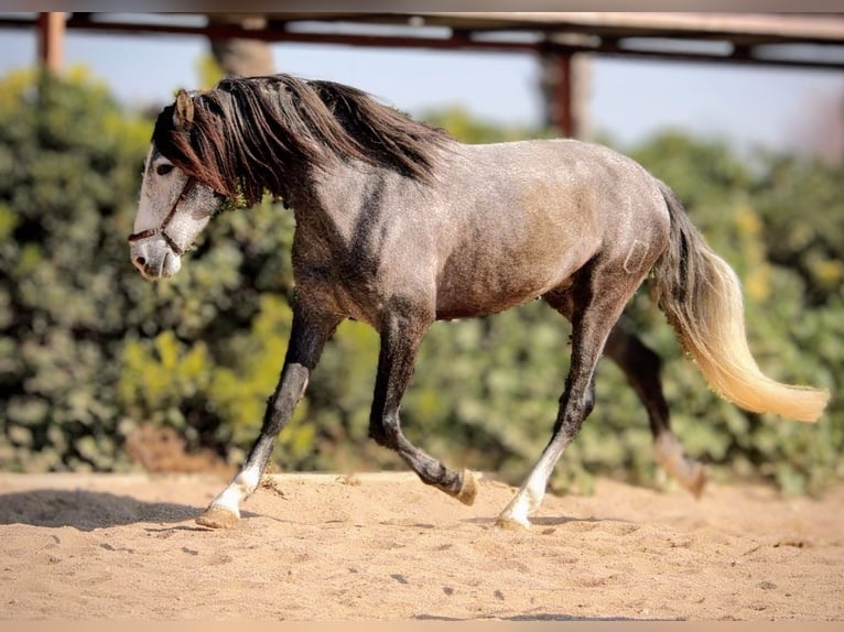 PRE Mix Gelding 4 years 16 hh Grey-Dapple in Valencia