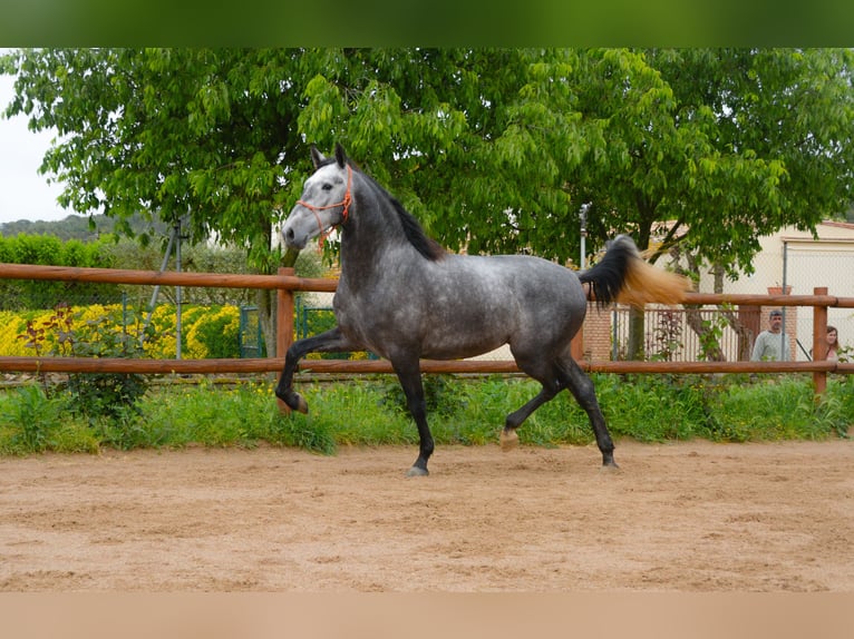PRE Gelding 4 years 16 hh Grey-Dapple in Monells