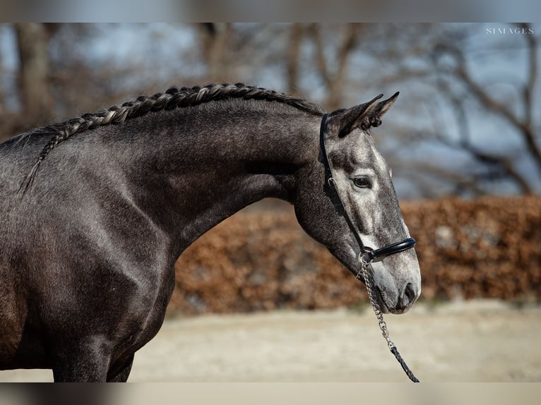 PRE Gelding 4 years 16 hh Grey-Dapple in Gumpoldskirchen