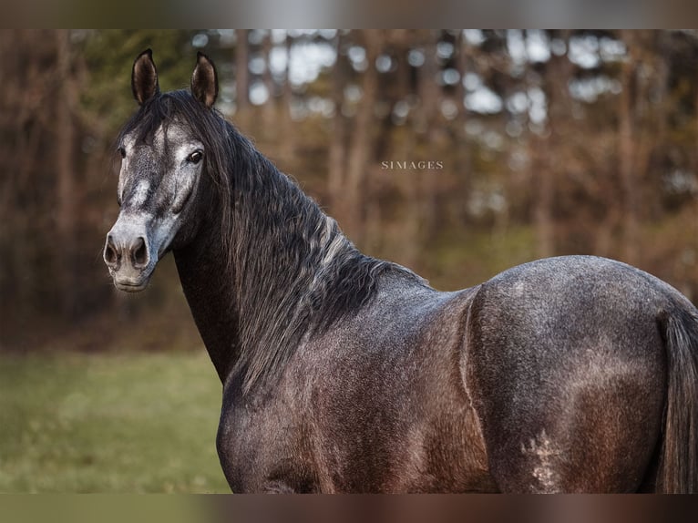 PRE Gelding 4 years 16 hh Grey-Dapple in Gumpoldskirchen