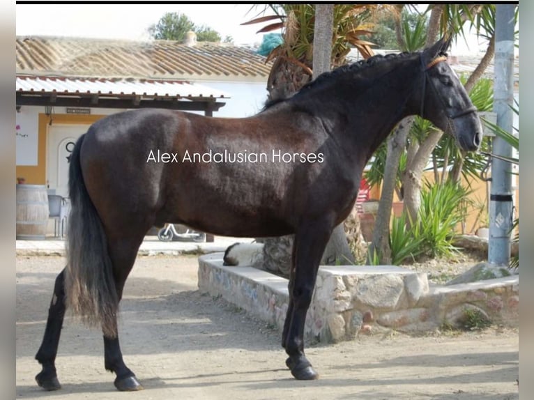 PRE Mix Gelding 4 years 16 hh Grey in Sevilla