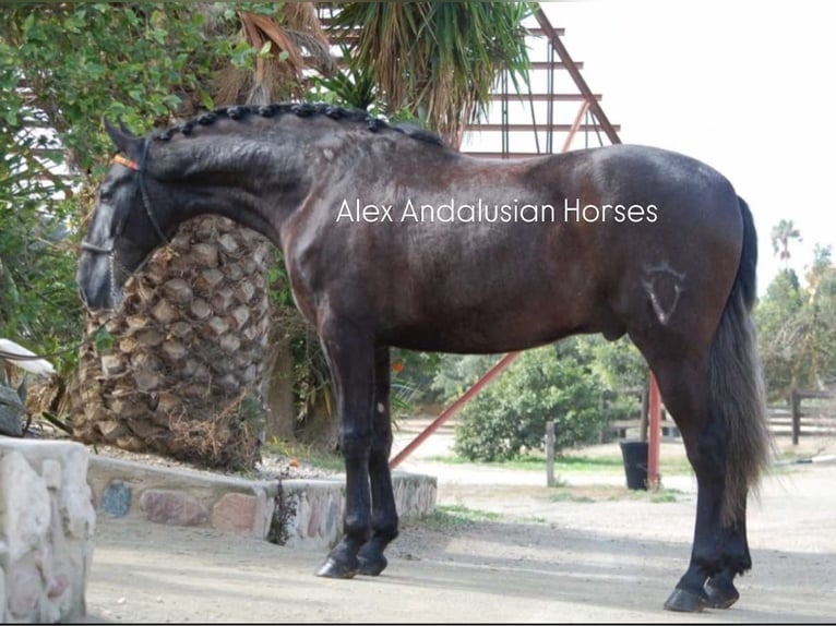 PRE Mix Gelding 4 years 16 hh Grey in Sevilla