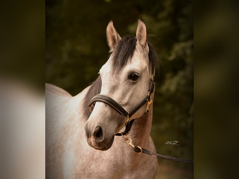 PRE Mix Gelding 4 years 16 hh Grey in Cerilly