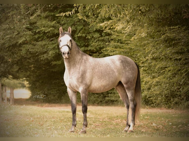 PRE Mix Gelding 4 years 16 hh Grey in Cerilly