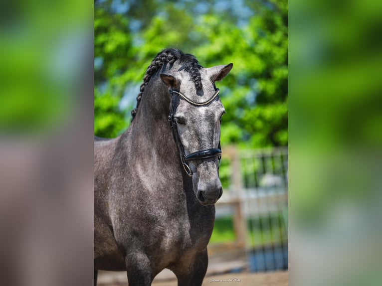 PRE Mix Gelding 4 years 16 hh Grey in Grebenhain