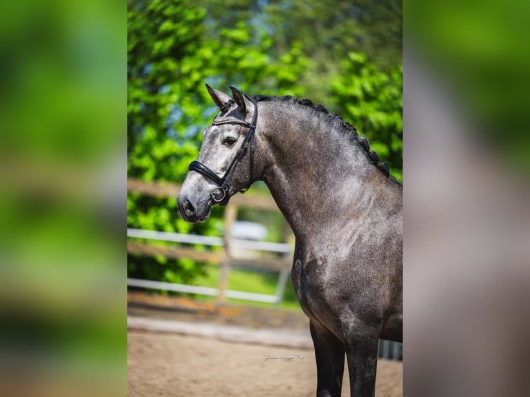 PRE Mix Gelding 4 years 16 hh Grey in Grebenhain