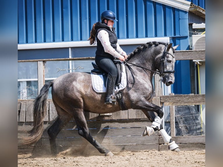 PRE Mix Gelding 4 years 16 hh Grey in Grebenhain