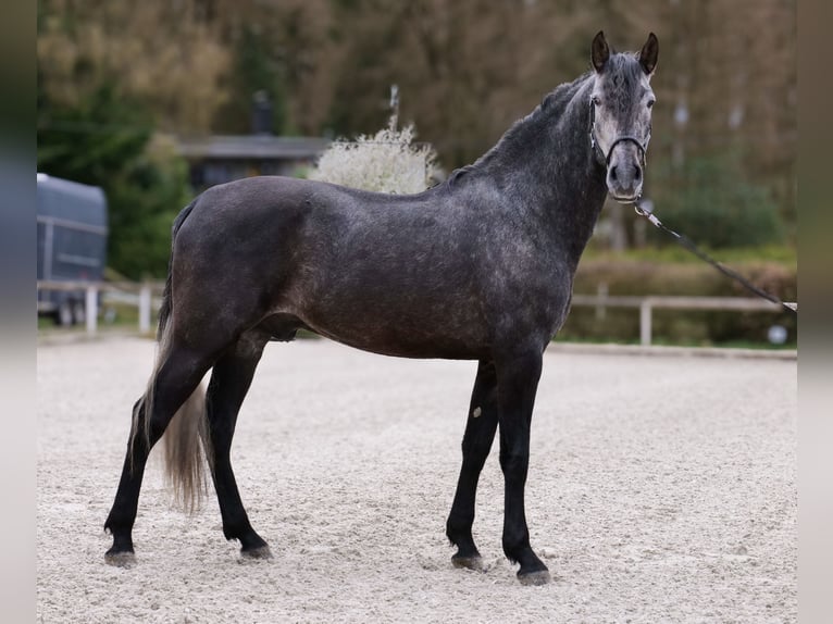 PRE Mix Gelding 4 years 16 hh Grey in Neustadt (Wied)