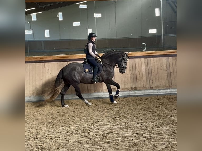 PRE Mix Gelding 4 years 16 hh Grey in Warendorf