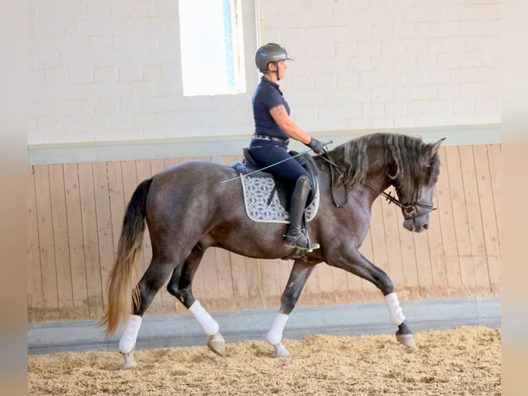 PRE Mix Gelding 4 years 16 hh Grey in Warendorf