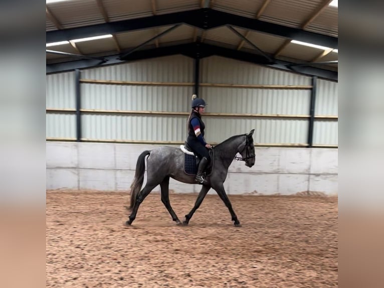 PRE Mix Gelding 4 years 16 hh Grey in Sad&#xF3;wka