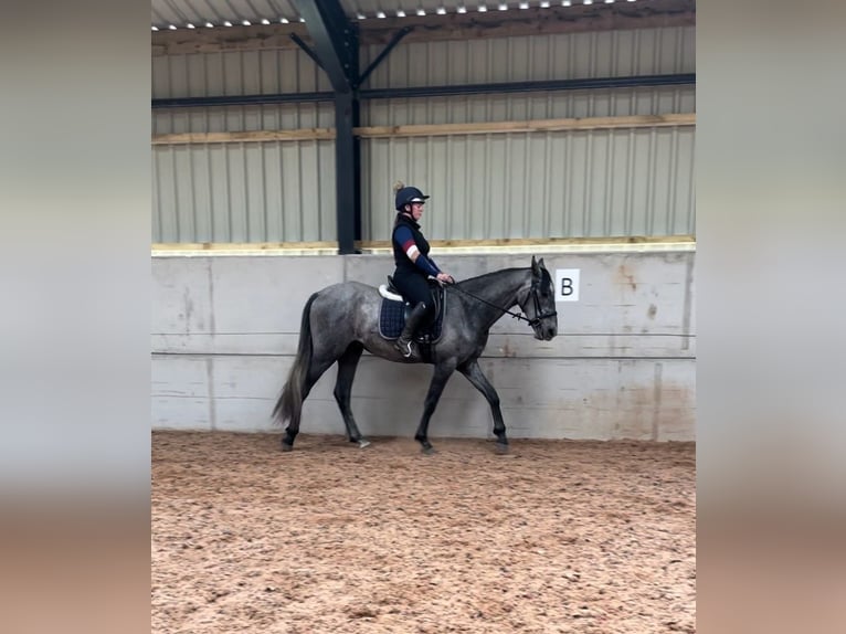 PRE Mix Gelding 4 years 16 hh Grey in Sad&#xF3;wka