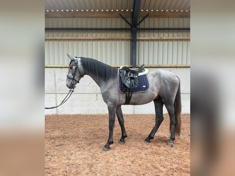 PRE Mix Gelding 4 years 16 hh Grey in Sad&#xF3;wka
