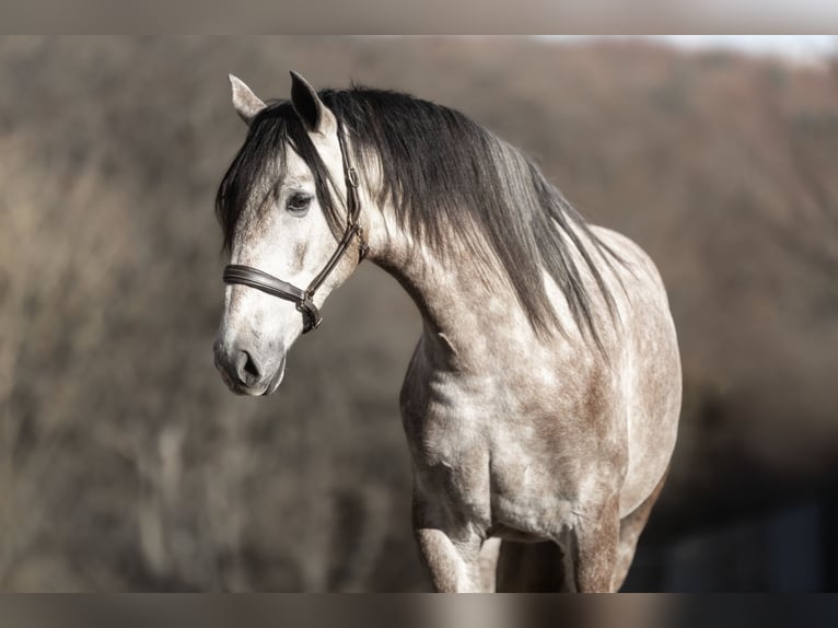 PRE Mix Gelding 4 years 16 hh Grey-Red-Tan in Windhagen