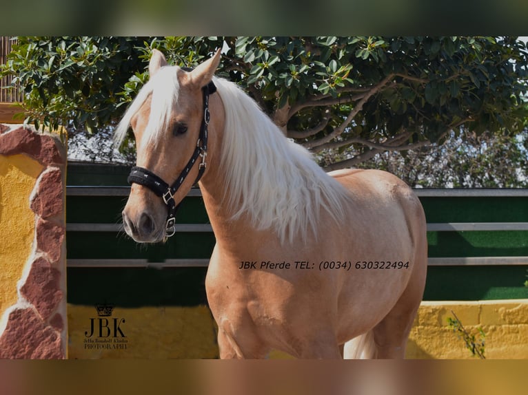 PRE Mix Gelding 4 years 16 hh Palomino in Tabernas Almeria