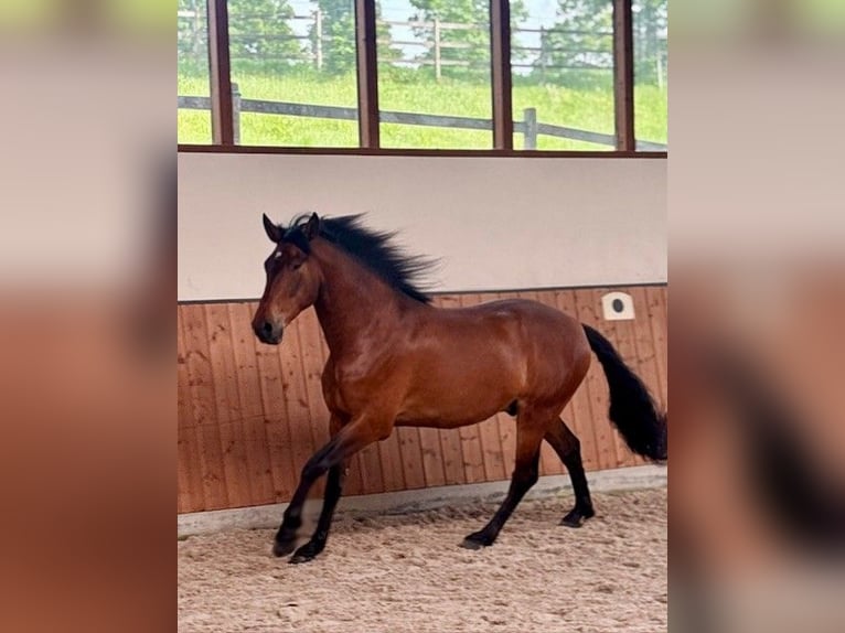 PRE Mix Gelding 4 years 16 hh  in Ruppichteroth