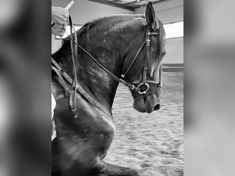 PRE Mix Gelding 4 years 16,1 hh Black in Granada