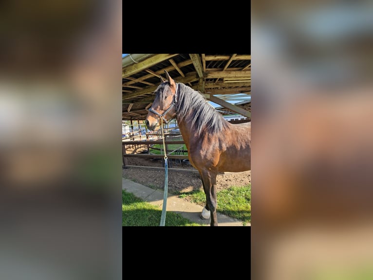 PRE Mix Gelding 4 years 16,1 hh Brown in Bielefeld