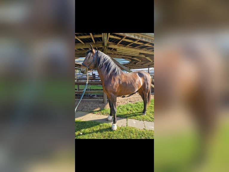 PRE Mix Gelding 4 years 16,1 hh Brown in Bielefeld