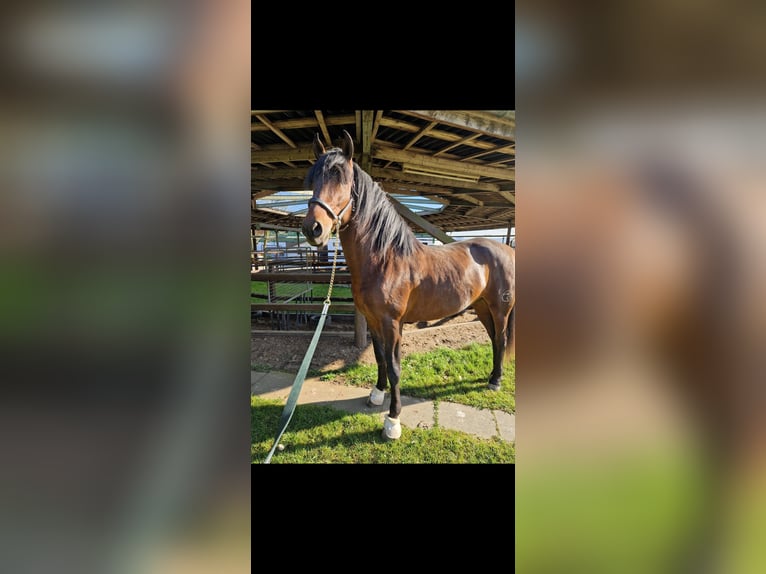 PRE Mix Gelding 4 years 16,1 hh Brown in Bielefeld