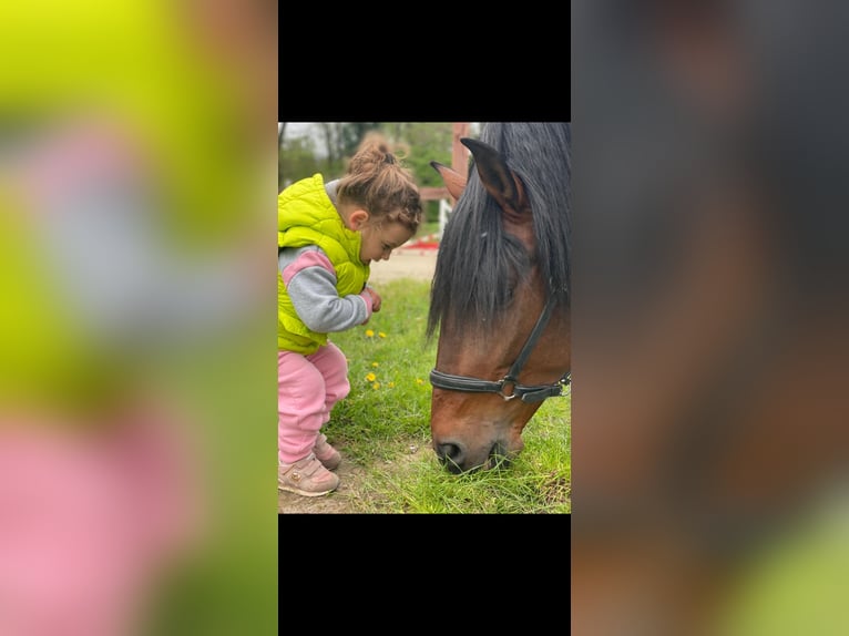 PRE Mix Gelding 4 years 16,1 hh Brown in Bielefeld