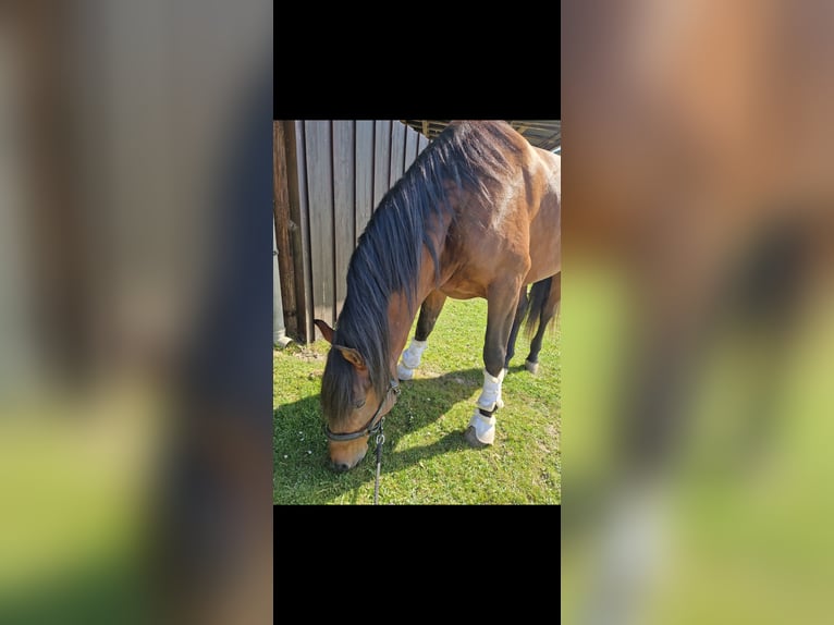 PRE Mix Gelding 4 years 16,1 hh Brown in Bielefeld