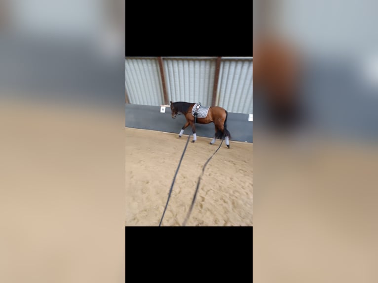 PRE Gelding 4 years 16,1 hh Brown in Lohrheim