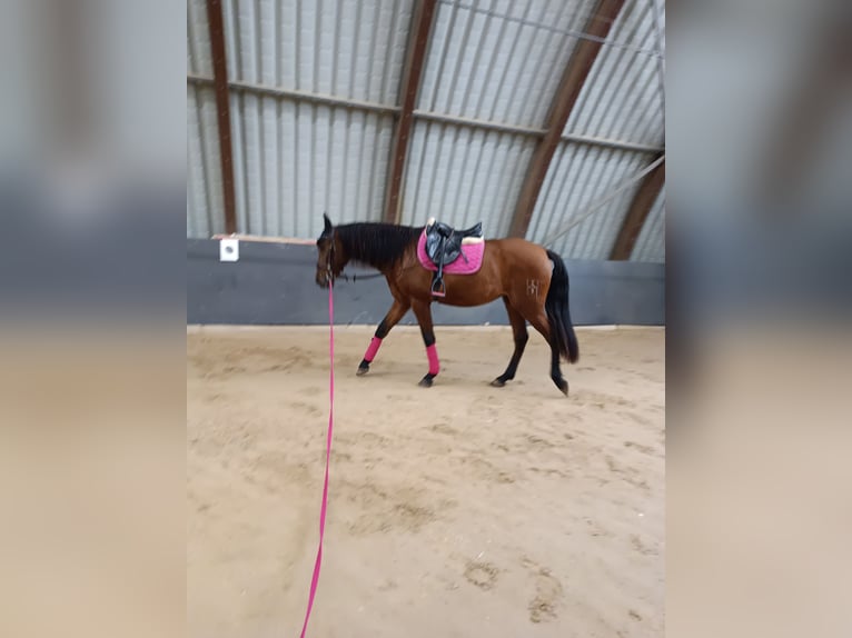 PRE Gelding 4 years 16,1 hh Brown in Lohrheim