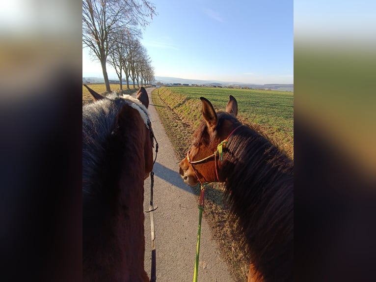 PRE Gelding 4 years 16,1 hh Brown in Lohrheim