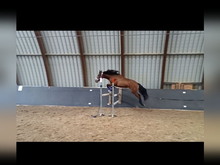 PRE Gelding 4 years 16,1 hh Brown in Lohrheim