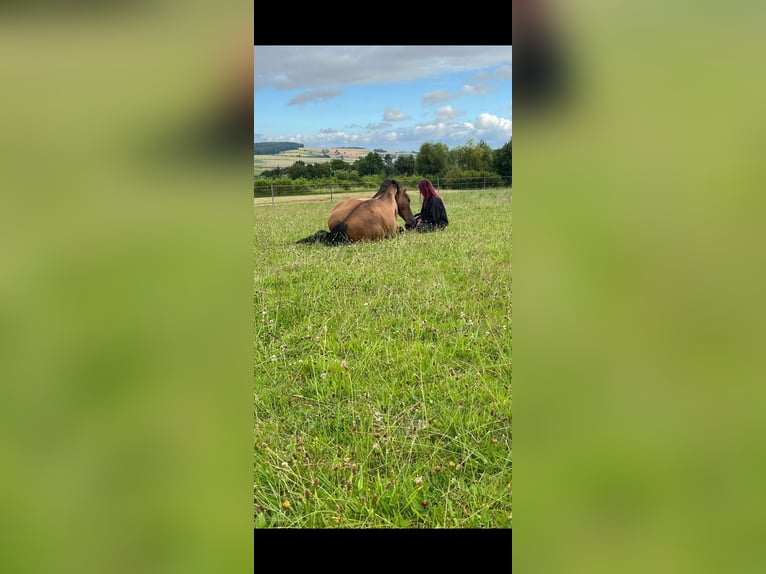 PRE Gelding 4 years 16,1 hh Brown in Lohrheim