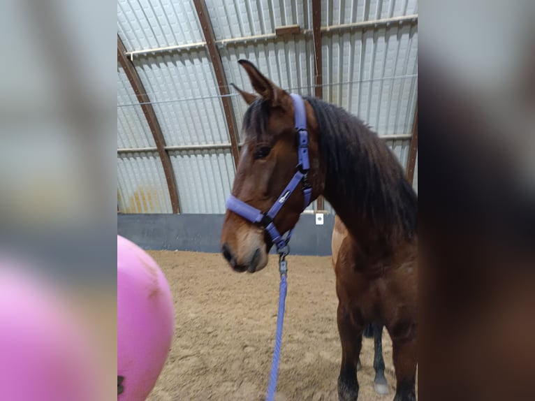 PRE Gelding 4 years 16,1 hh Brown in Lohrheim