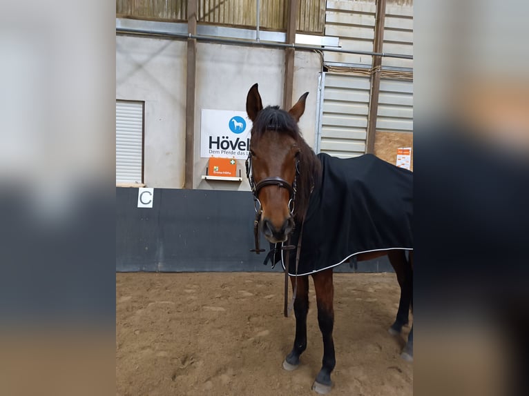 PRE Gelding 4 years 16,1 hh Brown in Lohrheim