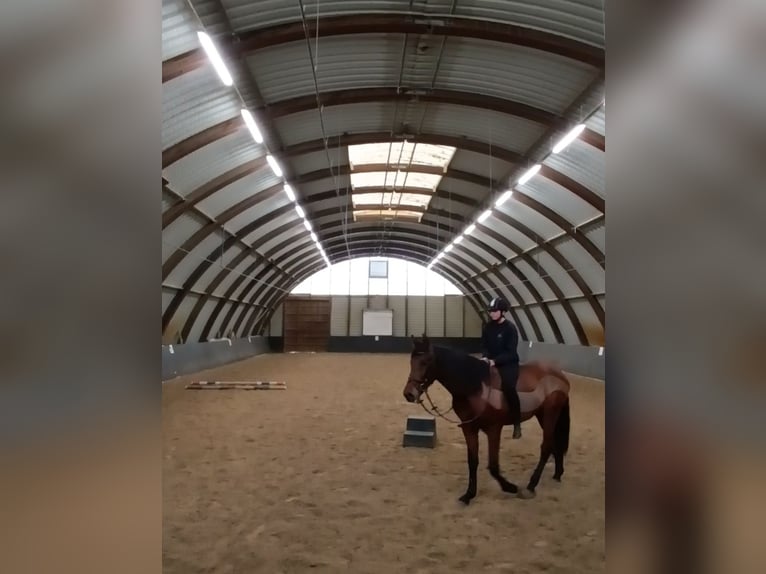 PRE Gelding 4 years 16,1 hh Brown in Lohrheim