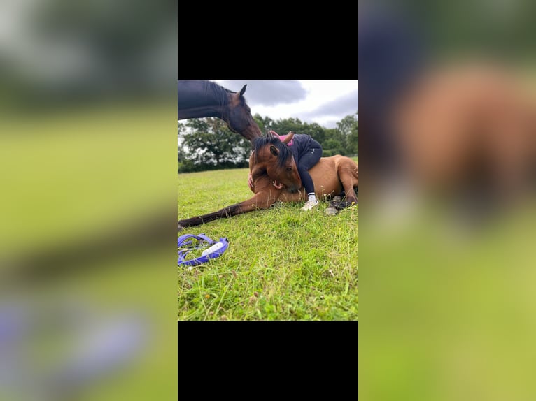PRE Gelding 4 years 16,1 hh Brown in Lohrheim