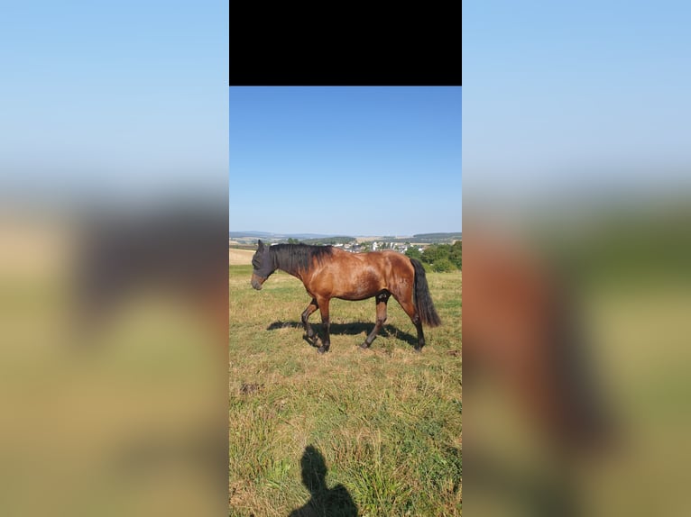 PRE Gelding 4 years 16,1 hh Brown in Lohrheim