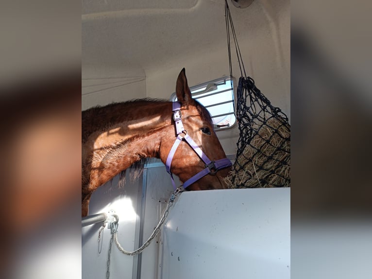 PRE Gelding 4 years 16,1 hh Brown in Lohrheim