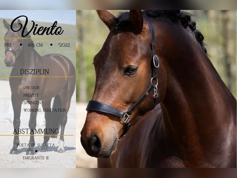 PRE Mix Gelding 4 years 16,1 hh Brown in Nettersheim