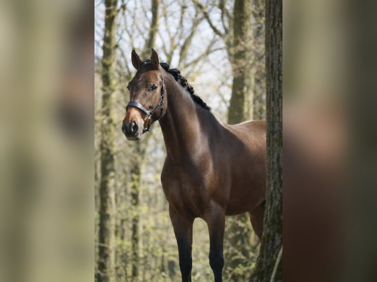 PRE Mix Gelding 4 years 16,1 hh Brown in Nettersheim